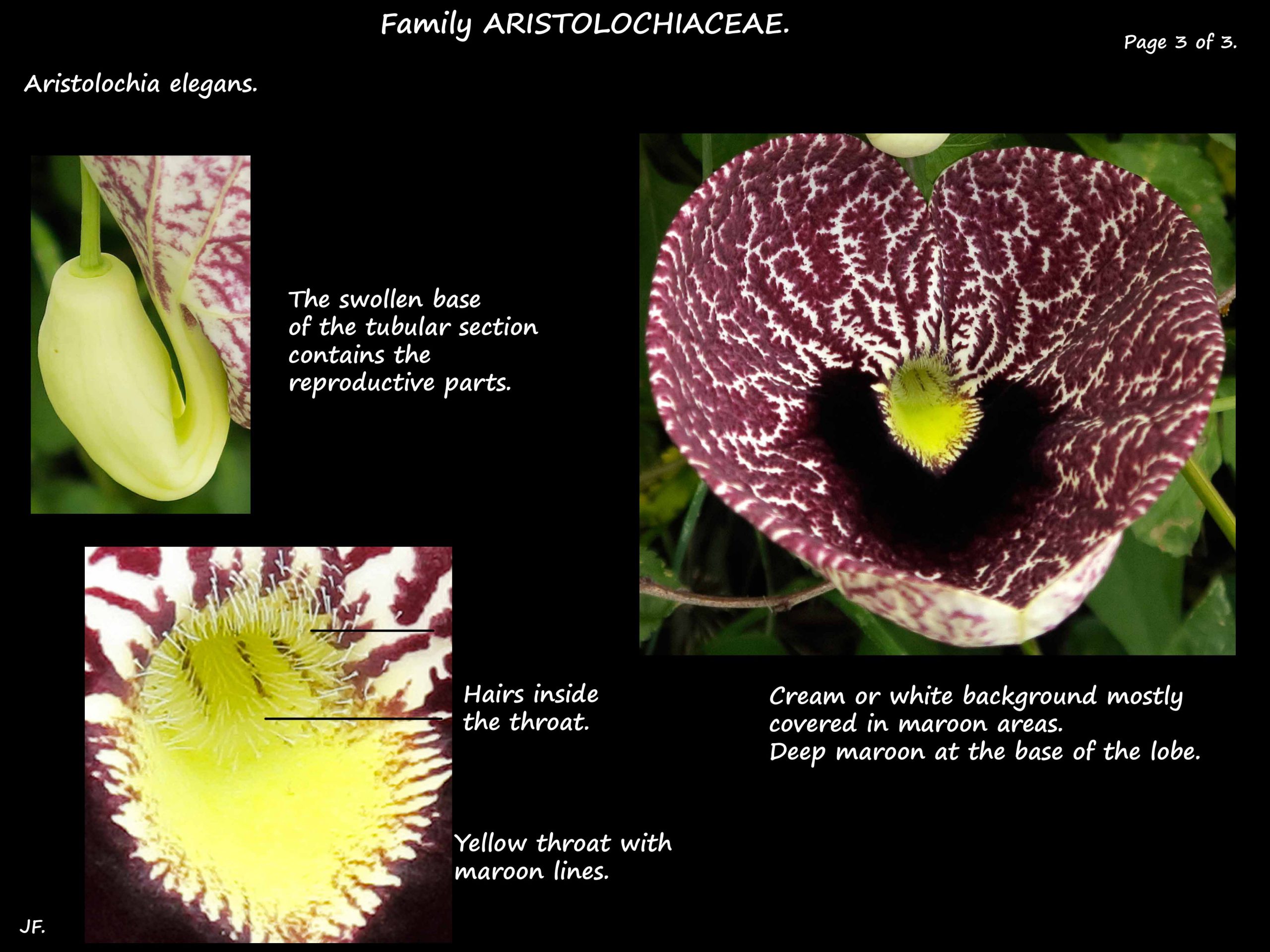3 Aristolochia elegans flower